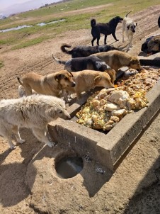Gebze'de Artan Yemekler Sokak Hayvanlarına Gidiyor