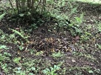 Giresun'da Dalındaki Fındıkları Çaldılar