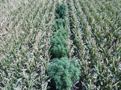 Mısır Tarlasına Kenevir Ekmişler