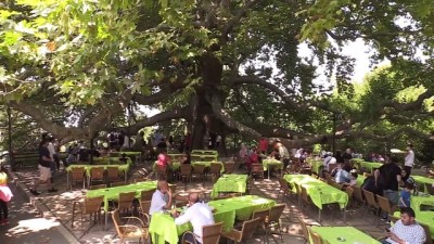 Osmanlı'nın Altı Asırlık Çınarı Bir Mahalleyi 'Besliyor'