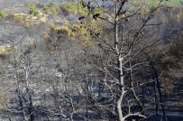 YAĞCıLAR - Urla'daki Yangının Ardından Başkan Oğuz Açıklaması 'Yeniden Ağaçlandıracağız'
