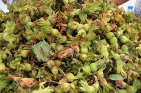 REKOR - Fındık İhracatında Rekor Hedefleniyor