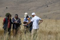 DÖVME - Hububatta Dane Kaybının Önlenmesi İçin Biçerdöver Kontrolleri Sürüyor