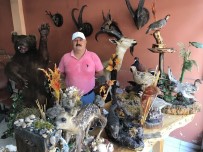 ÜNİVERSİTE ÖĞRENCİSİ - Ölü Yaban Hayvanlarını Doldurup İş Yerinde Sergiliyor