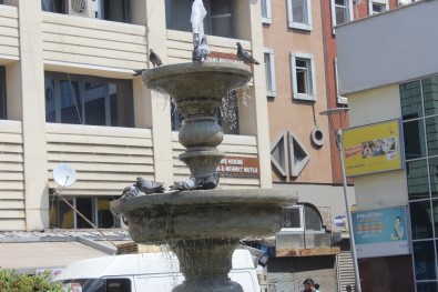 (Özel)Güvercinlerin Su Banyosu