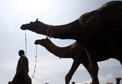 Pakistan'da develer kurban için görücüye Çıktı