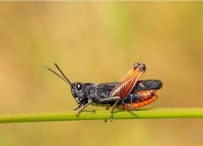 BİYOLOJİK ÇEŞİTLİLİK - Samsun'da 1784 Endemik Bitki Türü Tespit Edildi