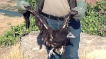 GÖKÇEBAĞ - Siirt'te Tedavisi Tamamlanan Kara Akbaba Doğaya Salındı