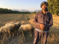 İSTİFA - Siyaseti Bırakıp Çobanlık Yapıyor