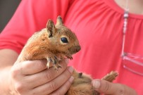 TOPAKLı - Yaralı Sincap, Tarsus Belediyesi Tarafından Koruma Altına Alındı