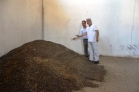 Biga'da Ayçiçeği Alımı Başladı