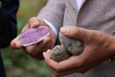 Bolu'da obezite ve kanser düşmanı mor patates ilk kez topraktan çıkarıldı