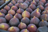 AKÇALAR - Bursalılar İncir Festivali'nde Buluşacak