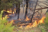 İZMIR TICARET ODASı - İzmir'deki Oda, Borsa Ve Birliklerden Orman Yangını Sonrası Büyük Kampanya