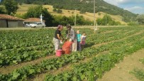 YAYLABAYıR - Kornişon Üretimindeki Artış Sındırgılı Çiftçiyi Sevindirdi