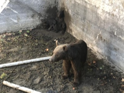O Ayılar Artık Doğal Ortamlarında