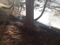 Orman Yangını 3 Saat Sonunda Söndürüldü Haberi