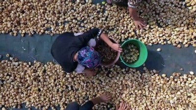 Tariş Kuru İncir Alımına Başladı