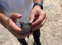 VAN YÜZÜNCÜ YıL ÜNIVERSITESI - Tedavisi Tamamlanan Ebabil Kuşu Doğaya Bırakıldı
