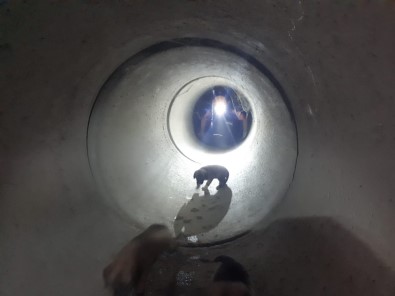 AFAD Ekipleri Rögarda Mahsur Kalan 3 Yavru Köpeği Kurtardı