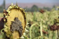 TOPAKKAYA - Aksaray'da 10 Bin Dekar Ekili Tarım Arazisini Dolu Vurdu