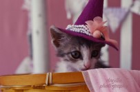 KONSEPT - Hayvan Dostu Proje