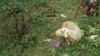KAÇAN KURBANLIK - Kaçan Kurbanlık Koyun 9 Gün Sonra Bulundu