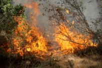 REKOR DENEMESİ - Muğla'da Yanan Ormanların Yerine Yeni Fidanlar Dikilecek