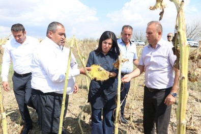 Aksaray'daki Dolu Afetinde Zarar Gören Arazi 20 Bin Dekara Yükseldi