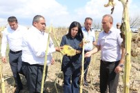 İLKNUR İNCEÖZ - Aksaray'daki Dolu Afetinde Zarar Gören Arazi 20 Bin Dekara Yükseldi