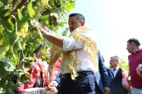 ADNAN MENDERES - Bakan Pakdemirli Üzüm Bağına Girdi Hasat Yaptı