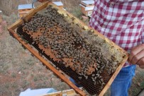 TARIM İLACI - Bakanlık Önlem Aldı, Arı Ölümleri Azaldı