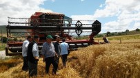 Buğday Hasadında Dane Kaybı Düştü, 4 Milyon 415 Bin TL Kazanç Sağlandı