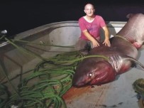 KÖPEKBALIĞI - Çanakkaleli Balıkçılar 5 Metrelik Köpek Balığı Yakaladı