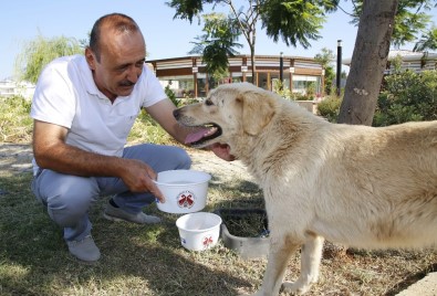 Döşemealtı'nın Her Bir Köşesine Mama Ve Su Kabı Bırakıldı