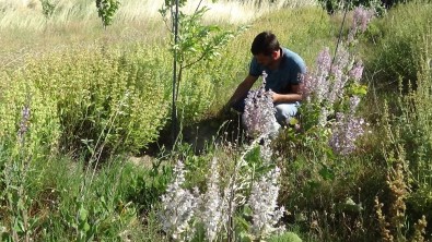Eczacı Özler Açıklaması 'Kazdağları'ndaki Bitkilerin İyileştirici Gücü Çok Yüksek'