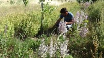 KAZDAĞLARI - Eczacı Özler Açıklaması 'Kazdağları'ndaki Bitkilerin İyileştirici Gücü Çok Yüksek'