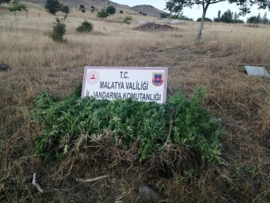 Hekimhan'da Uyuşturucu Operasyonu Açıklaması 1 Gözaltı