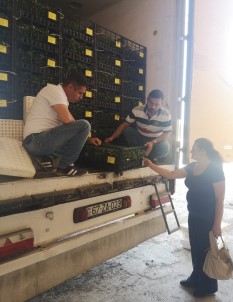 Iğdır'dan Nahcivan'a Fide İhracatı Gerçekleşti