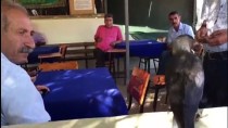 FENOMEN - Kahvehanenin Davetsiz Misafirlerini Fıstık Ve Cipsle Beslediler