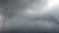 YAĞAN - Leyleklerin Göç Molası Havadan Görüntülendi