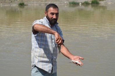 Murat Nehri'nde Balık Ölümleri Endişelendirdi