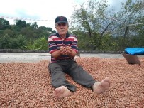 Üretici Fındıkla Yatıyor Fındıkla Kalkıyor