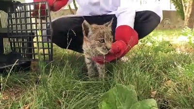 Vaşak Yavrusunu Biberonla Besliyorlar