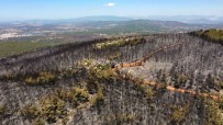 ORMAN İŞÇİSİ - Bodrum'da Siyaha Bürünen Ormanlar Havadan Görüntülendi