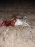 SÜLEYMANLı - Buldan'da Çok Sayıda Koyun Kurt Saldırısı Sonucu Telef Oldu