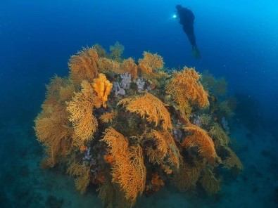 (Özel) Kızıl Mercanlardan Sonra Sarı Mercanlar Da Büyük İlgi Çekiyor