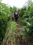 KıZıLOT - Samsun'da Uyuşturucu Operasyonu Açıklaması 2 Gözaltı