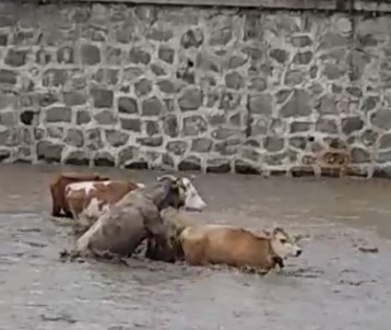Sele kapılan büyükbaş hayvanlar böyle görüntülendi