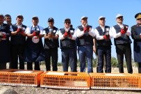 ORMAN İŞLETME MÜDÜRÜ - Tarım Alanlarının Yeni Bekçileri Doğaya Bırakıldı